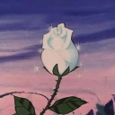 milk & roses