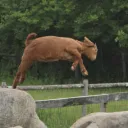 Goat Pen