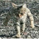 Walking Cat