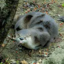 Otter Be