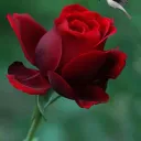 🌹 Jemma's Roses 🌹