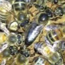 Beekeeping Discord Server!