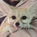 Furry art and etc.
