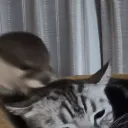 廢物貓