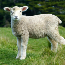 The Little Sheep