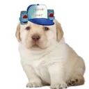 Quieres Gang