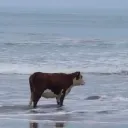 cow on a beach