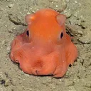 Cephalexo