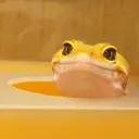 Gecko Fics 📝🦎