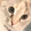 knee's lounge icon