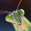 Mantis Station