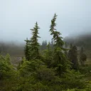 Conifers