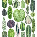 plant.lovers