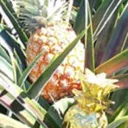Nineapples🍍