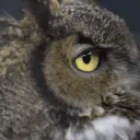 Portly Owl Pub