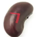 bean 7