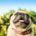 Pug Finder Server Icon