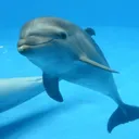青色水族館