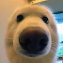 doglol emotes