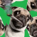 <420 PUGS>