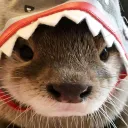 Space Camp 🚀🦦🌌's icon