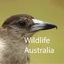 Wildlife Australia