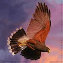 Featherdust
