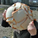 Big Yeasty