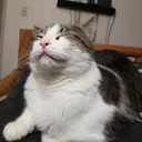 Orgran's Chill Spot