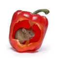 8th Annual Rat County Chili Cook Off