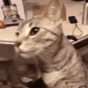 Blessed ✩☽ Kitty | Cat Emotes