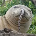 ここさば