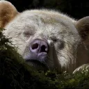 BEARS!!!