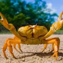 The Crabby Crew
