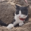 Cat Hut 🏖 - discord server icon