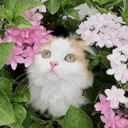 Cat Hut 🌷