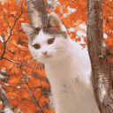 Cat Hut 🍂 - discord server icon