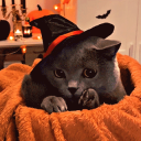 Cat Hut 👻 icon