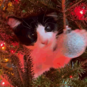 Cat Hut 🎄 - discord server icon