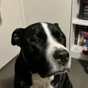 Doggo House
