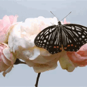 𝗚𝗥𝗮𝗰𝗲 🪷 avatar