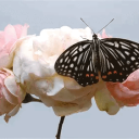 Discovery icon for 𝗚𝗥𝗮𝗰𝗲 🪷 Discord server