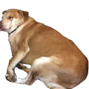 🌸 Xojo's Hangout 🌸's icon