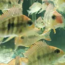 Aquarium Chat