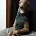 Shwullen Hund’s