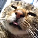 [GER] Cat Lounge