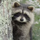 Raccoons mit Huhns