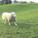 The Sheep Farm