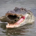 Crocs PW