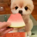 🍉 بيت الحلوين